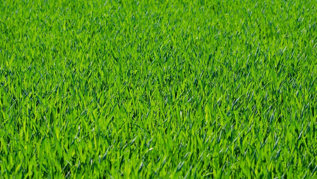 pielęgnacja trawnika