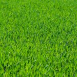 pielęgnacja trawnika